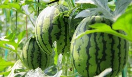 红名村庄吃瓜免费,免费吃瓜背后的神秘故事