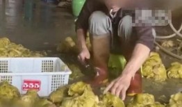 爆料汕头腌菜视频大全,视频大全带你领略潮汕美食魅力