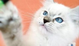 吃瓜萌主小仙女免费阅读,免费阅读，畅享欢乐时光