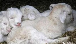 网红吃晴天小羊的瓜,吃瓜现场揭秘！