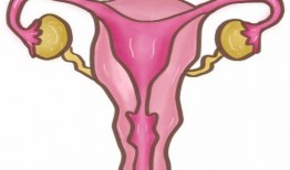 子宫在线观看,在线探索女性生殖奥秘之旅