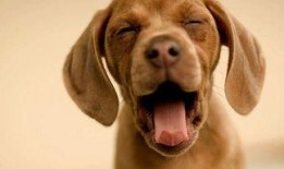 娱乐吃瓜菌狗,揭秘娱乐圈那些不为人知的幕后故事