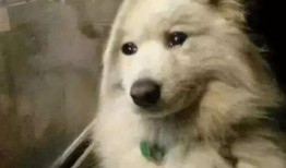 深圳舔狗爆料网站视频,揭秘网络社交背后的真实故事