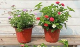 桑植新闻爆料最新视频下载,揭秘事件真相