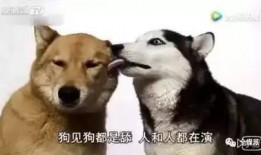 深圳舔狗爆料网站视频,揭秘网络社交背后的真实故事