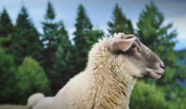 网红吃晴天小羊的瓜,吃瓜现场揭秘！