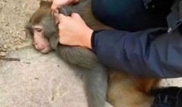 网红吃老汉瓜,传统美食新风尚