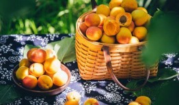 百果园爆料视频最新版,独家内幕大公开！