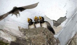 娱乐吃瓜009老燕子,揭秘老燕子背后的故事与传奇