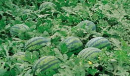 红名村庄吃瓜免费,免费吃瓜背后的神秘故事