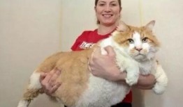 胖猫爆料人直播视频,直播视频揭秘幕后真相