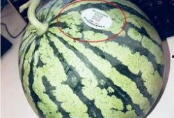 吃瓜网红合集,网红吃瓜合集大揭秘