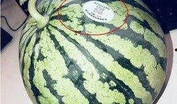 吃瓜网红合集,网红吃瓜合集大揭秘