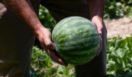 中国街头免费吃瓜,揭秘中国民间文化现象