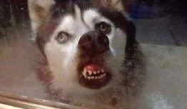 深圳舔狗爆料网站视频,揭秘网络社交背后的真实故事