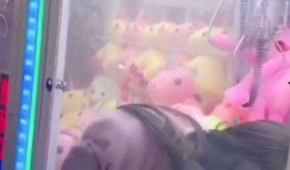 娃娃机爆料视频,揭秘爆笑爆料视频背后的真实故事