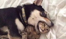 二狗爆料欧阳凯视频,欧阳凯视频事件真相揭秘