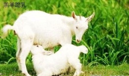 网红吃晴天小羊的瓜,吃瓜现场揭秘！