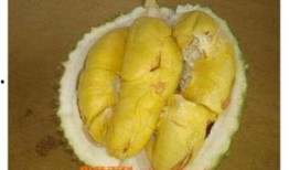 榴莲催熟爆料方法视频教程,视频教程教你轻松掌握催熟技巧