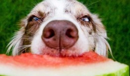 娱乐吃瓜菌狗,揭秘娱乐圈那些不为人知的幕后故事